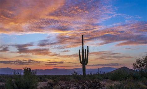 Arizona Desert Sunrise With Cactus And Purple Mountains Stock Foto
