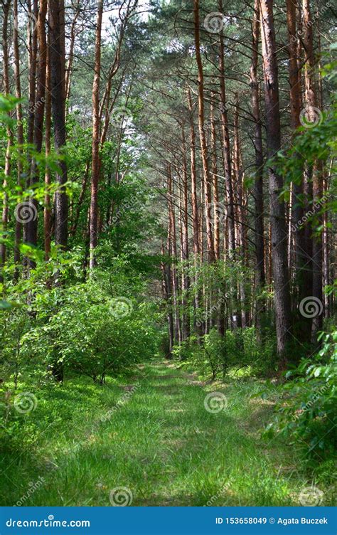 Grass Path In A Pine Forest Stock Image Image Of Natural Leaf 153658049