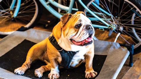 Our mission is to rescue brachycephalic dogs (mostly french bulldogs. Bulldog Love | Topsail Magazine