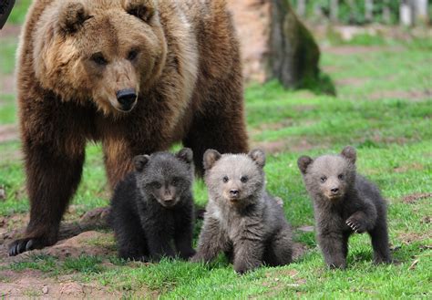 Ursus Arctos Or The Brown Bear Is A Species Among Which