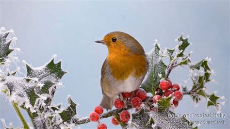Robin On Frosted Holly Free Wallpaper European Robin Wallpaper
