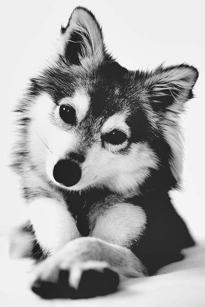 Animals Baby Cute Black And White Wolf Husky Photo Little