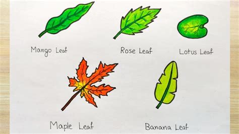 Discover More Than 80 Different Leaves Drawing Best Nhadathoanghavn