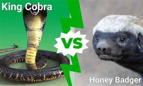 King Cobra Vs Honey Badger Which Fearless Predator Wins A Fight A