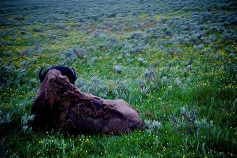 Yellowstone Buffalo Photograph By Sarah Antin