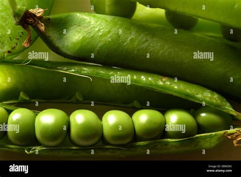Garden Pea Pisum Sativum Owas In A Pod Stock Photo Alamy
