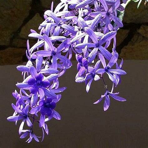 The loot from the queen's wrath is so cool, whenever i spot someone with the shaders i think bungie could have handled queen's wrath a little better. Petrea volubilis - Queen's Wreath (With images) | Garden ...