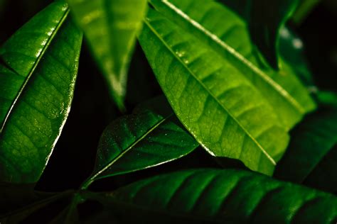 Kostenlose Foto Blatt Grün Blume Baum Organismus Terrestrische