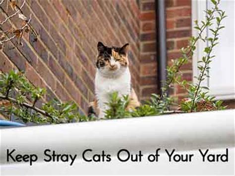 Domestic cats, feral cats, and homeless strays may wander into your yard or garden due to curiosity, mating, hunting, feeding, and establishing territory. Keep Stray Cats Out of Your Yard - Lil Moo Creations