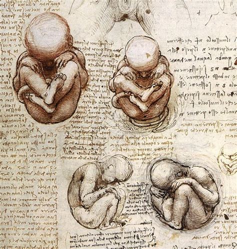Most Famous Medical Illustrator In History Leonardo Da Vinci Anatomy