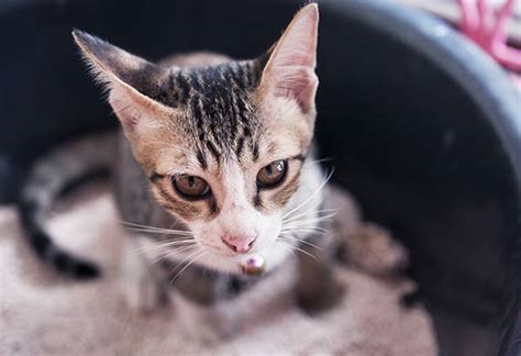 Each has different causes, treatments, and outlooks. 5 Signs of Kidney Disease in Cats | petMD