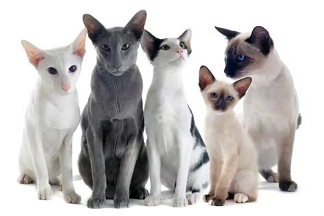 Siamese Vs Oriental Shorthair Cats Facts Differences And Similarities