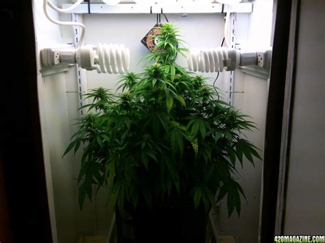 Add your seed then then sit back and relax. NLnovice's Northern Lights - Soil - CFL - Cabinet Grow ...