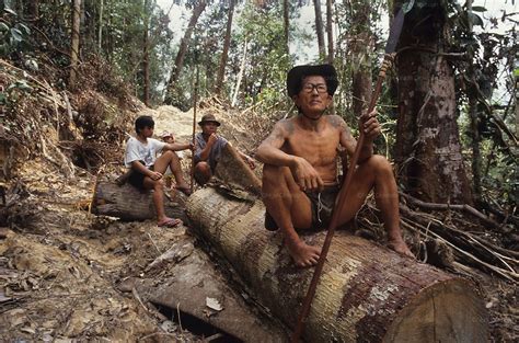 Two of these papers included indigenous peoples as study subjects. Logging, destruction of habitat, nomadic Penan, tropical ...