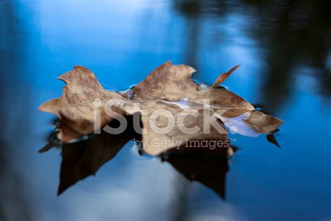 Floating Leaf Stock Photo Royalty Free Freeimages