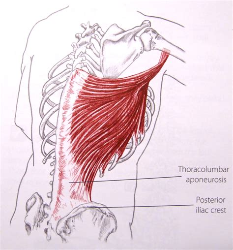 Latissimus Dorsi Muscle The Swimmer Muscle