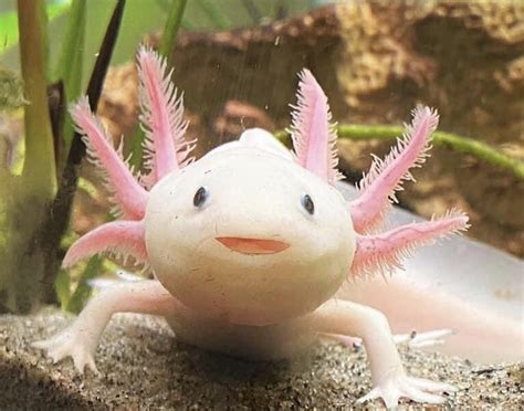 The Axolotl Ambystoma Mexicanum Also Known As The Mexican Walking