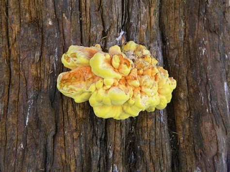 Yellow Fungus On Yew Tree Probably Laetiporus Sulphureus Flickr