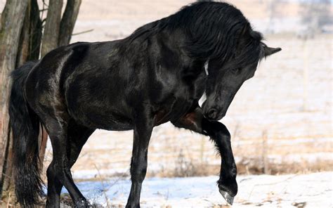 Black Horse Hd Wallpapers