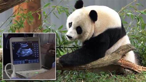 Giant Panda Gets Artificially Inseminated Youtube