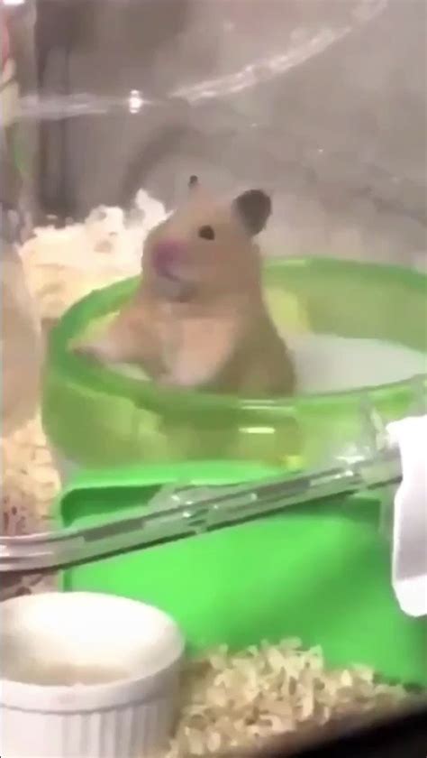 The Memes Archive On Twitter Hamster Spinning Slowly In A Broken