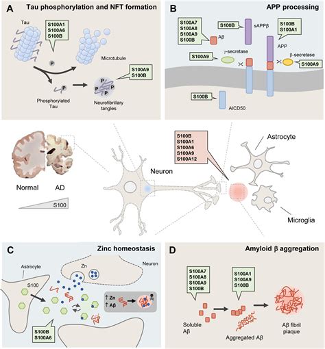 Frontiers S100 Proteins In Alzheimers Disease