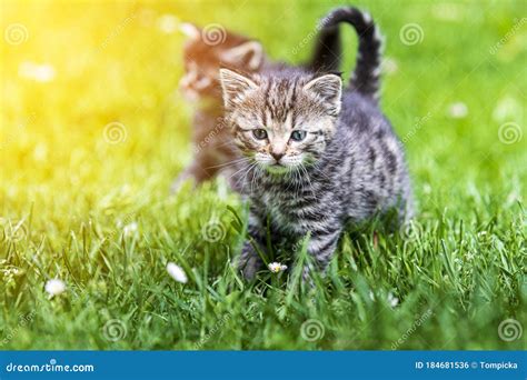 Kitten In The Green Grass Stock Photo Image Of Mild 184681536