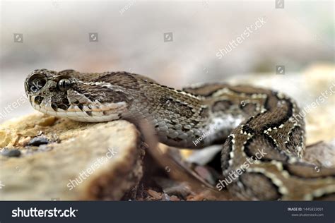 Russells Viper Daboia Russelii Venomous Snake Stock Photo 1445833091