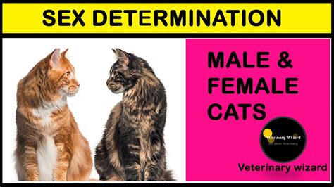 Male Or Female Ii Tell The Difference Of Male And Female Kitten Ii