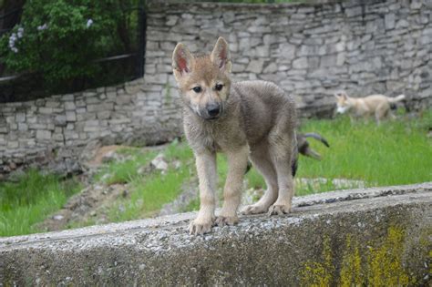 Timber Wolf Pups Welcomed At Indiana Zoo Picture Cutest Baby Animals