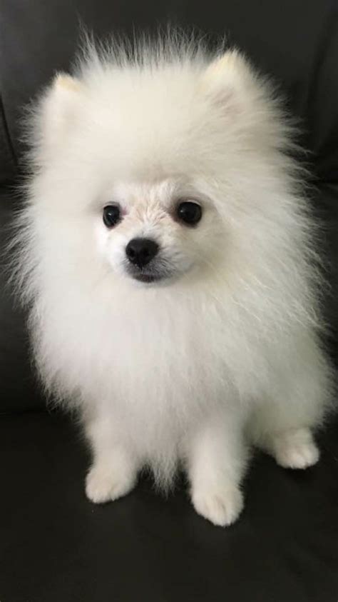 Pomeranian Puppy Ugly Phase