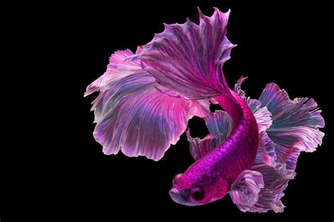 32 Types Of Betta Fish Patterns Colors And Tails With Pictures Pet Keen