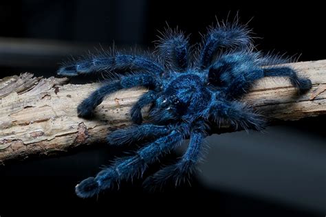 Scientists Solve The Mystery Of Why Tarantulas Are Blue •
