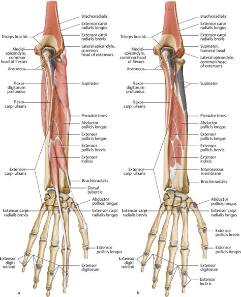 The median nerve passes posterior to the tendinous arch connecting the two heads of the flexor digitorum superficialis and remains under cover of that muscle, adherent to its. Hand and Microvasculature | Musculoskeletal Key