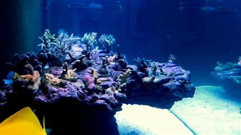 Jk1s 7ft Floating Reef Side View Youtube