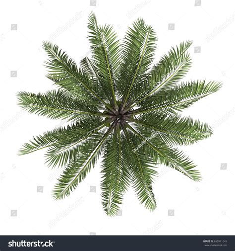 Palme Træ Top View Isoleret Hvid Stock Foto 659911045 Shutterstock