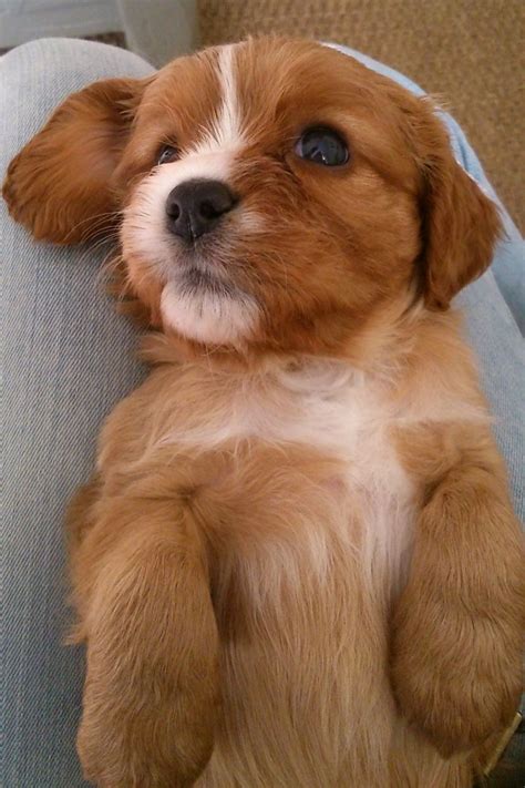 Advertise, sell, buy and rehome cavapoo dogs and puppies with pets4homes. Litter of Beautiful Cavapoo puppies for sale | Woking ...