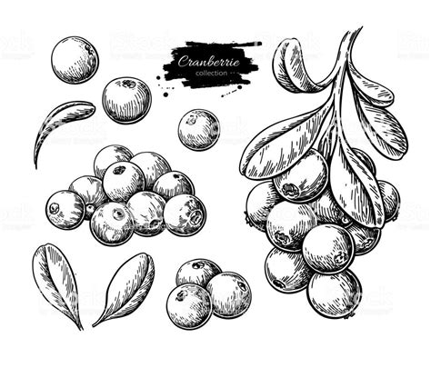 Cranberry Vector Drawing Isolated Berry Branch Sketch On White
