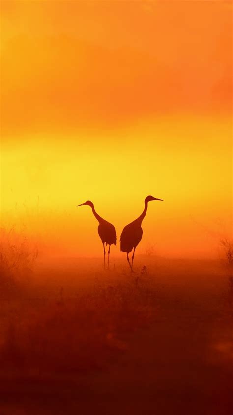 1080x1920 1080x1920 Crane Birds Animals Hd Silhouette Sunset For