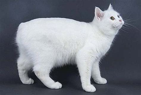 White Manx Cat Looks Like My Dear Snow Kitty Russian Blue Cat Cat