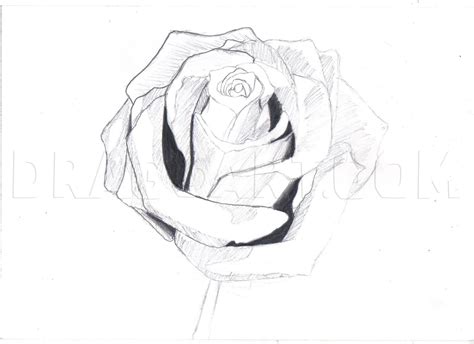 How To Draw A Rose In Pencil Draw A Realistic Rose Step By Step