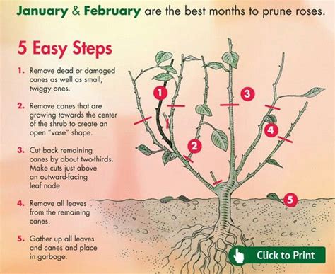 The Right Way To Prune Roses Pruning Roses Growing Roses Hybrid Tea