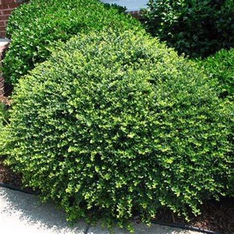 Ilex Crenata Helleri Japanese Holly Siteone