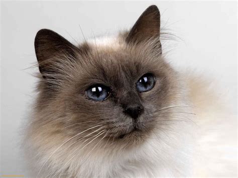 43 Siamese Cat Wallpapers For Desktop On Wallpapersafari