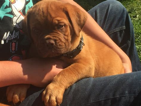 Dogue De Bordeaux Puppies For Sale Box Elder Sd 306796