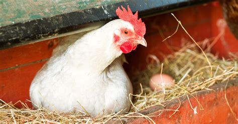 Here's everything you need to know. Salmonella Outbreak Spreads Across 48 States | Passport Health