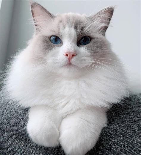 Also ragdoll cat breed profile and ragdoll cat breeders. 11 Cute Pictures of Ragdoll Cats