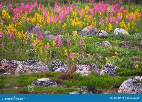 Nature Of The Arctic Tundra Rocks Flowers And Moss Summer In The
