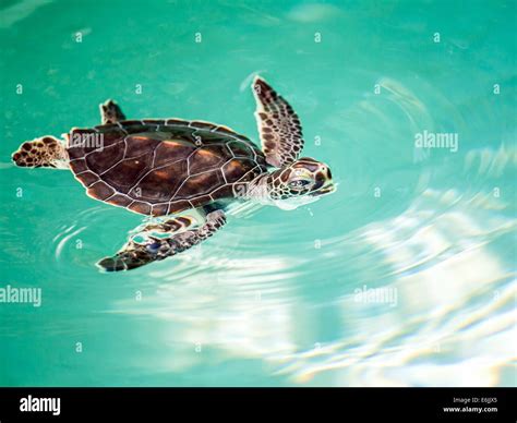 Cute Baby Sea Turtles Underwater