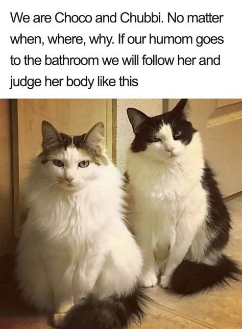 Here i pick all the best, cute, trending, fitness, popular hashtags for you. 16 Times Cats Were Publicly Shamed For Their Hilariously ...